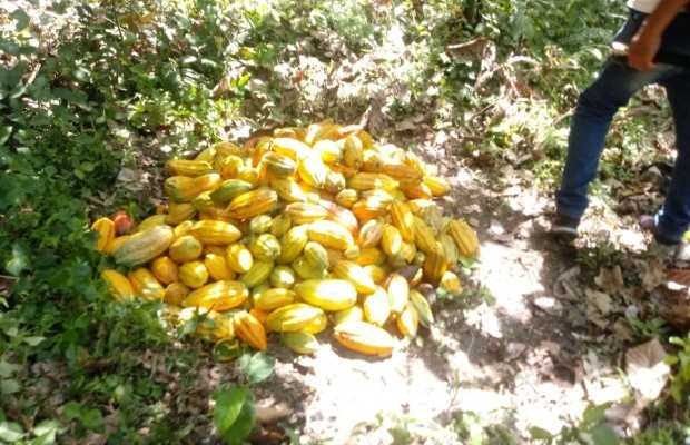 Foto ﾹ4 Fazenda/Sítio Venda em Bahia, Guaratinga, guaratinga