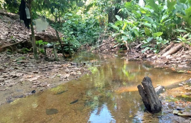Foto ﾹ5 Fazenda/Sítio Venda em Bahia, Guaratinga, guaratinga