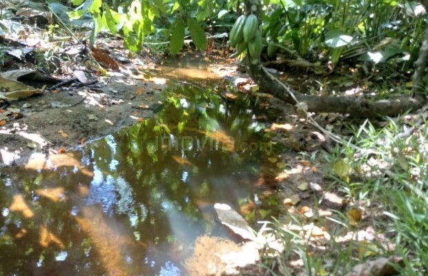 Foto ﾹ6 Fazenda/Sítio Venda em Bahia, Guaratinga, guaratinga