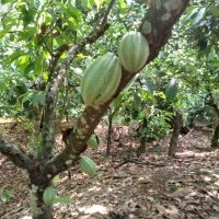 Ver anúncio COD ref#1710