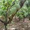 Foto ﾹ8 Fazenda/Sítio Venda em Bahia, Guaratinga, guaratinga
