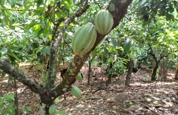 Foto ﾹ8 Fazenda/Sítio Venda em Bahia, Guaratinga, guaratinga