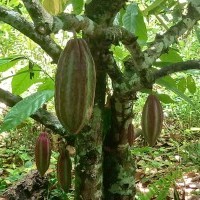 Ver anúncio COD ref#1710