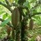 Foto ﾹ10 Fazenda/Sítio Venda em Bahia, Guaratinga, guaratinga