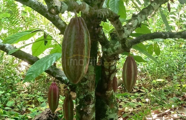 Foto ﾹ10 Fazenda/Sítio Venda em Bahia, Guaratinga, guaratinga