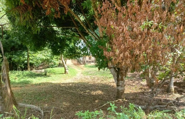 Foto ﾹ12 Fazenda/Sítio Venda em Bahia, Guaratinga, guaratinga