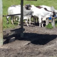 Ver anúncio COD ref#1874