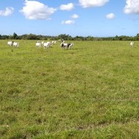 Ver anúncio COD ref#1874