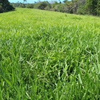 Ver anúncio COD ref#1874