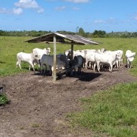 Ver anúncio COD ref#1874