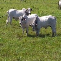 Ver anúncio COD ref#1874