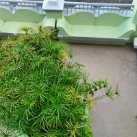 Ver anúncio COD ref#1973