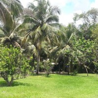 Ver anúncio COD ref#2008