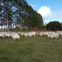 Ver anúncio COD ref#2060