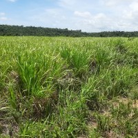 Ver anúncio COD ref#2141