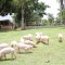 Foto ﾹ8 Fazenda/Sítio Venda em Bahia, Camaçari, Rua Terra Maior