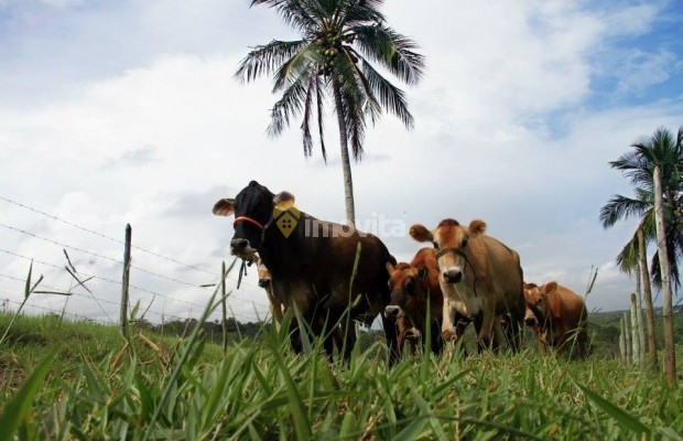 Foto ﾹ23 Fazenda/Sítio Venda em Bahia, Camaçari, Rua Terra Maior