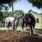 Foto ﾹ32 Fazenda/Sítio Venda em Bahia, Camaçari, Rua Terra Maior