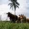 Foto ﾹ9 Fazenda/Sítio Venda em Bahia, Lauro de Freitas, Rua Terra Maior,  10