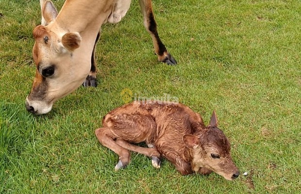 Foto ﾹ12 Fazenda/Sítio Venda em Bahia, Lauro de Freitas, Rua Terra Maior,  10