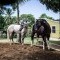 Foto ﾹ30 Fazenda/Sítio Venda em Bahia, Lauro de Freitas, Rua Terra Maior,  10