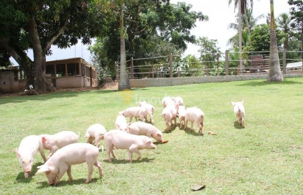 Foto ﾹ42 Fazenda/Sítio Venda em Bahia, Lauro de Freitas, Rua Terra Maior,  10