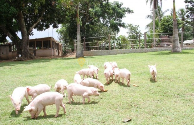 Foto ﾹ46 Fazenda/Sítio Venda em Bahia, Lauro de Freitas, Rua Terra Maior,  10