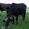 Foto ﾹ22 Fazenda/Sítio Venda em Bahia, Trancoso, Estrada de Caraíva