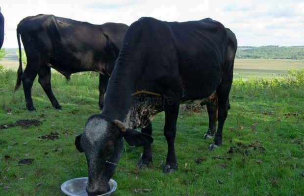 Foto ﾹ22 Fazenda/Sítio Venda em Bahia, Trancoso, Estrada de Caraíva