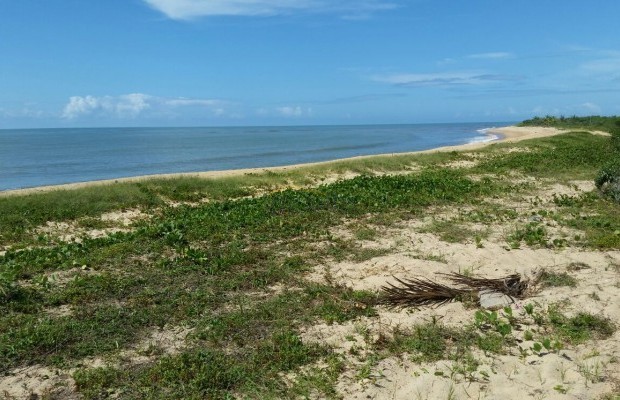 Foto ﾹ3 Pasto Venda em Bahia, Porto Seguro, Praia de Mogiquiçaba