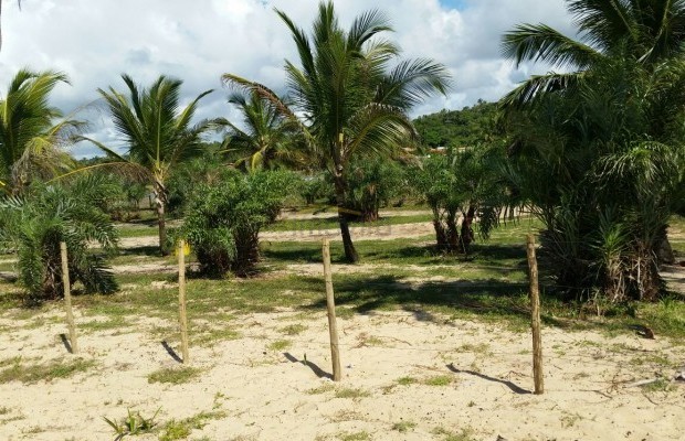 Foto ﾹ7 Pasto Venda em Bahia, Porto Seguro, Praia de Mogiquiçaba