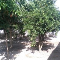 Ver anúncio COD ref#673