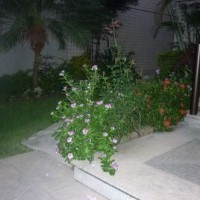 Ver anúncio COD ref#823