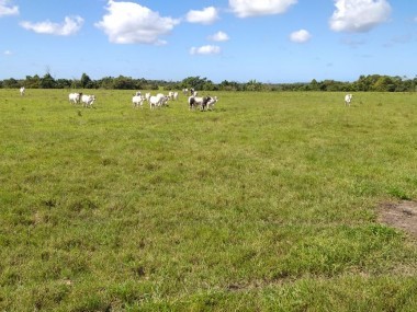 Ver anúncio COD ref#1874